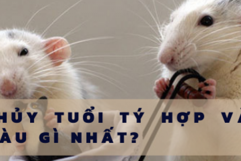 Phong thủy tuổi Tý hợp và kỵ với những màu gì nhất?