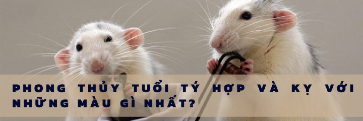 Phong thủy tuổi Tý hợp và kỵ với những màu gì nhất?