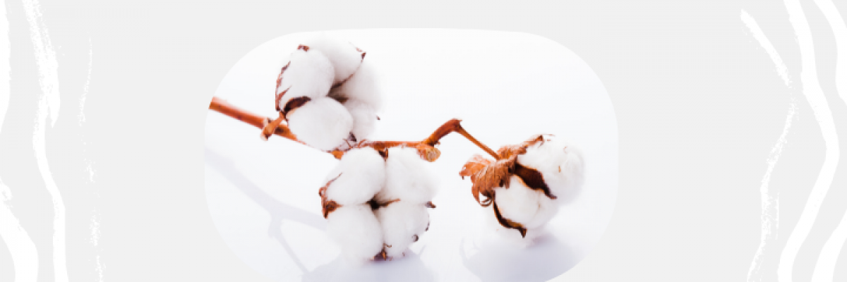 Vải cotton là gì? Ưu, nhược điểm và cách nhận biết